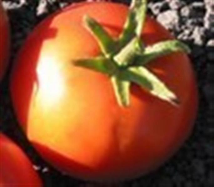 St Pierre French Red Beefsteak tomato 20 seeds